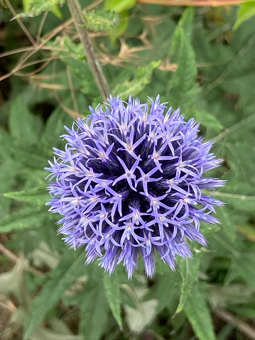 Eine blühende Ruthenische Kugeldistel