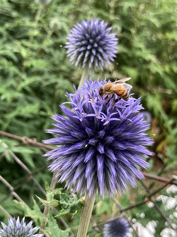 Eine blühende Ruthenische Kugeldistel