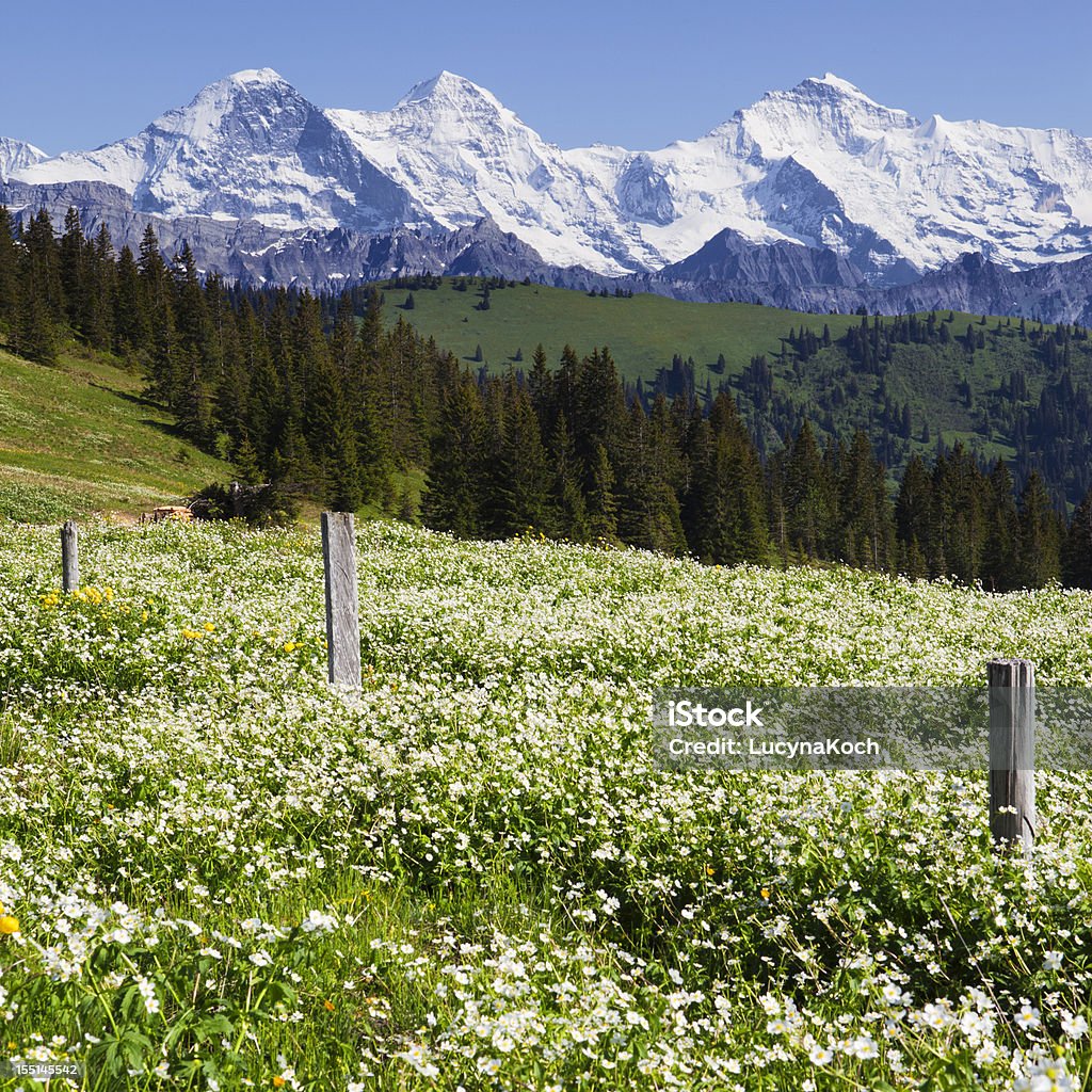 Bereich von Blumen mit Berner Alpen - Lizenzfrei Agrarbetrieb Stock-Foto