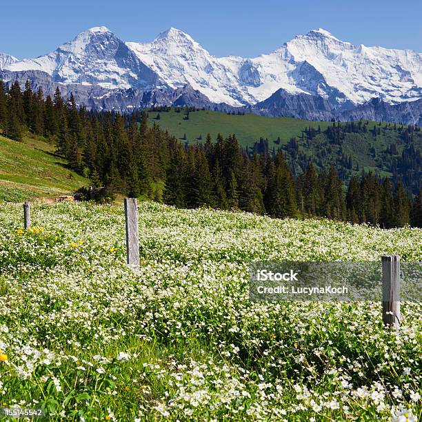 Bereich Von Blumen Mit Berner Alpen Stockfoto und mehr Bilder von Agrarbetrieb - Agrarbetrieb, Alpen, Aussicht genießen