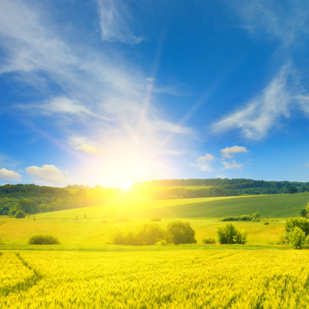 istock Sunrise over a field of wheat 1551456898