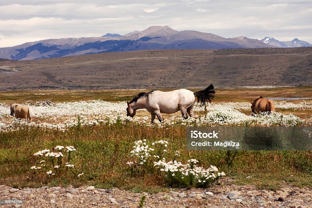 Konie W PATAGONII - Zbiór zdjęć royalty-free (Argentyna)