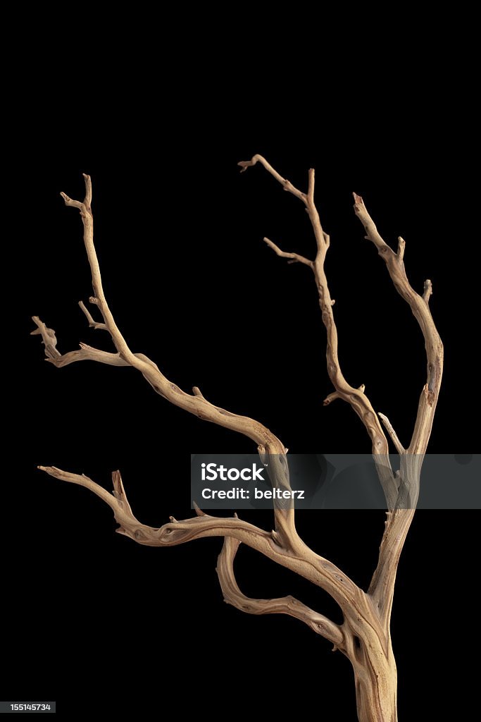 branch - Foto de stock de Madera a la deriva libre de derechos