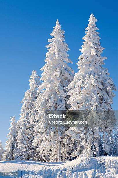 Bäume Im Schnee Bedeckt Stockfoto und mehr Bilder von Baum - Baum, Landschaft, Niemand