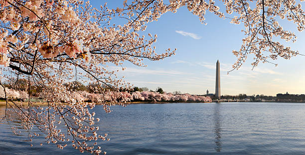 ワシントン d .c .とモニュメントの桜 - cherry blossom cherry tree tree washington dc ストックフォトと画像