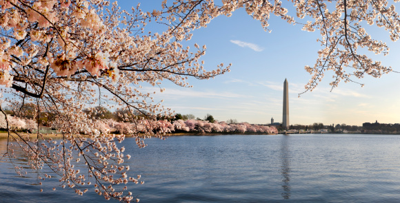 Panormaic of the George Washington Monument that is  framed by blossoms of Japanese cherry trees that line the tidal basin in Washington DC.