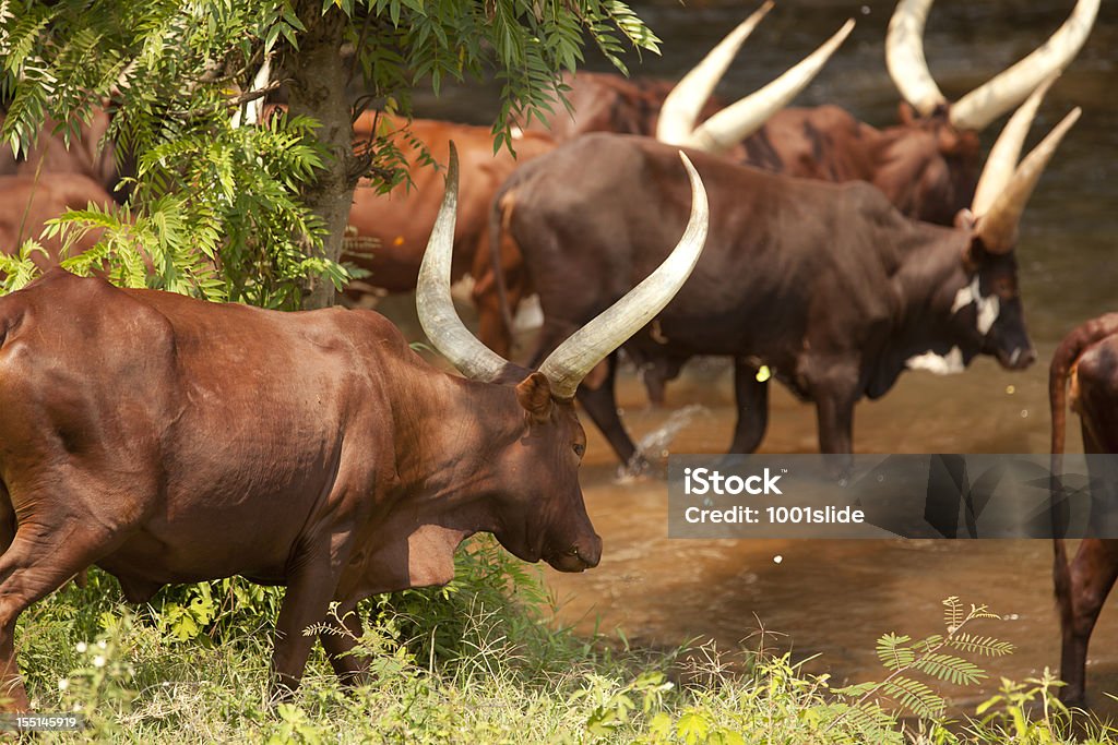 목마른 보험계약자의 발정 큰뿔소 강을 따라 우간다에 - 로열티 프리 소 스톡 사진