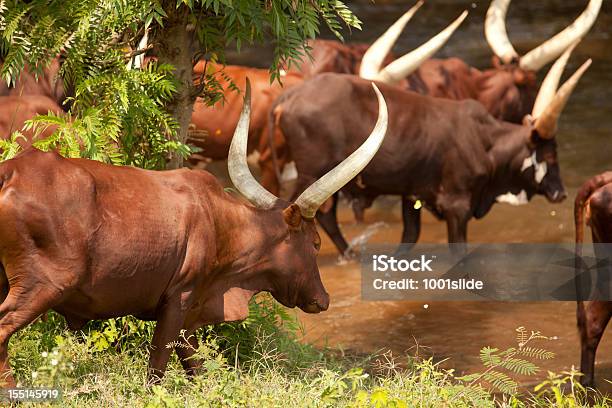 목마른 보험계약자의 발정 큰뿔소 강을 따라 우간다에 소에 대한 스톡 사진 및 기타 이미지 - 소, 0명, 가축떼
