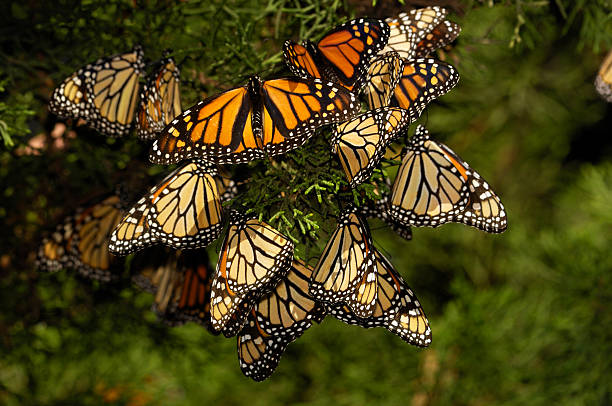 istock Close-up of Monarch Butterflies on Branch 155145933