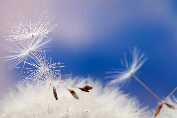 blowball and seeds in blue sky