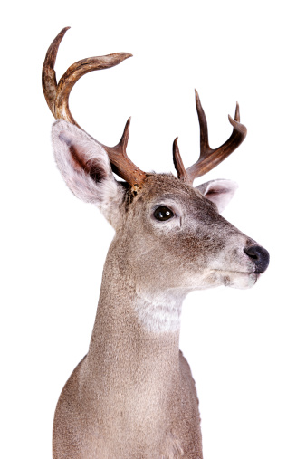 Stock photo of a Coues Deer taxidermy mount.