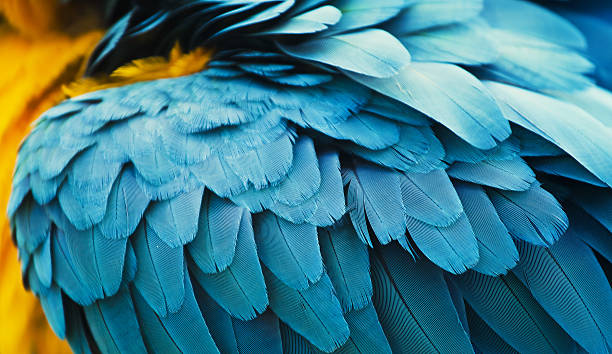 yellow and blue macaw feathers yellow and blue macaw feathers close up parrot photos stock pictures, royalty-free photos & images