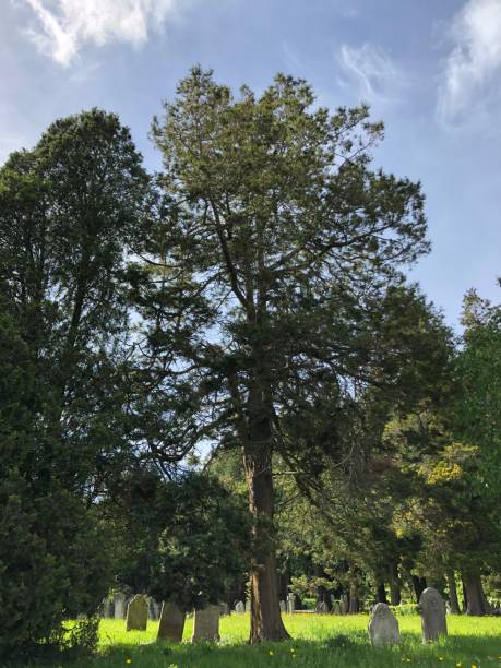istock Exwick cemetery - trees and surrounding area 1551460738