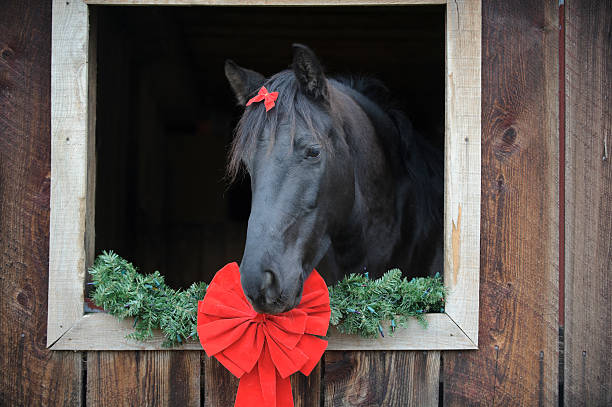 Horse with Red Ribbon Bow Framed in Barn Window stock photo