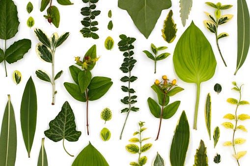 Medicinal herbs, leaves and flowers, green patern on white background, flat surface, top view