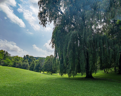 Natural Landscape - City Park with Trees at Centennial Park in Grimsby, Ontario.