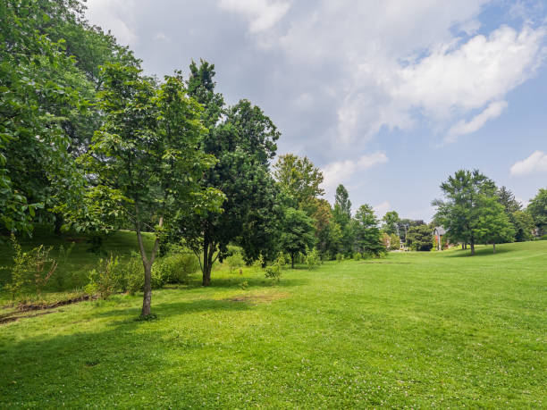 istock Natural Landscape - City Park with Trees 1551462316