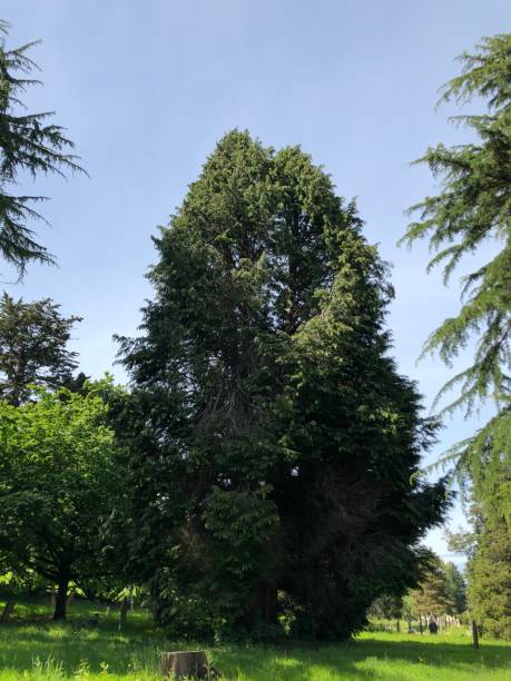 istock Exwick cemetery - trees and surrounding area 1551462829