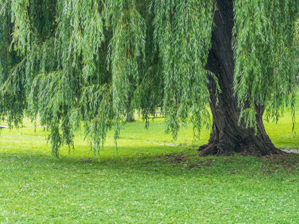 istock Natural Landscape - City Park with Trees 1551462830