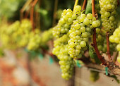 White Wine Grape Bunches