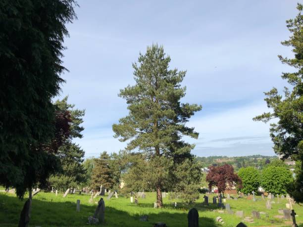 istock Exwick cemetery - trees and surrounding area 1551463859