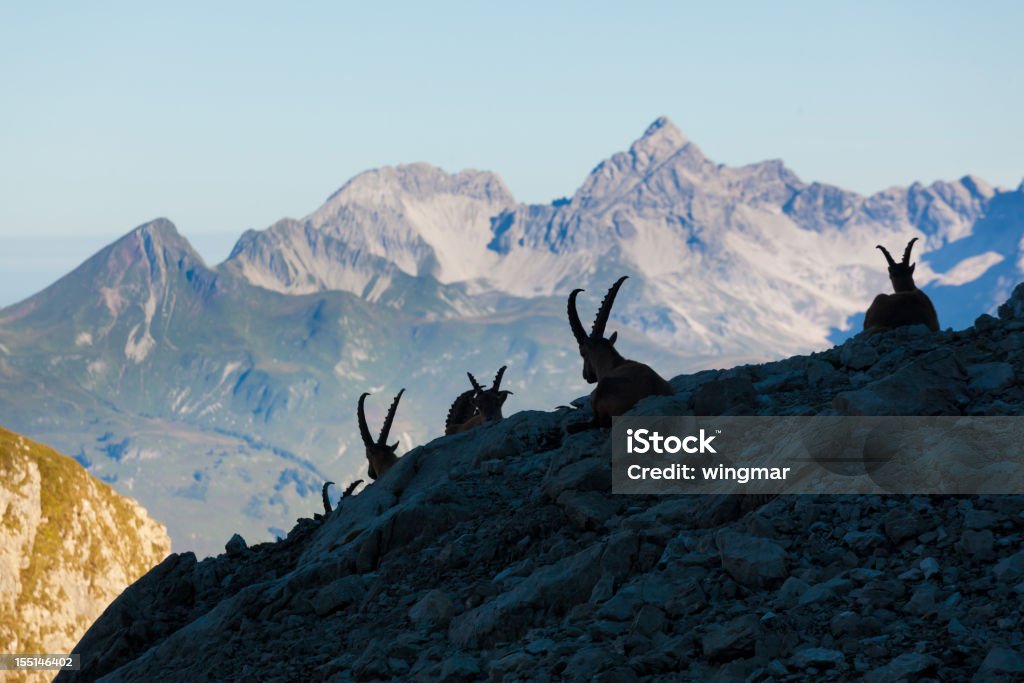 Silhueta de um descanso Bouquetin nos Alpes lechtaler - Royalty-free Alpes Europeus Foto de stock