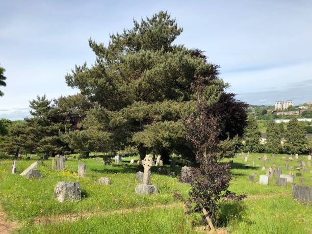 istock Exwick cemetery - trees and surrounding area 1551464413