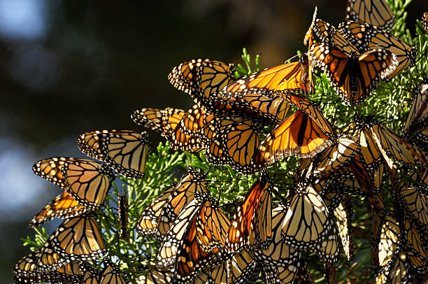 istock Close-up of Monarch Butterflies on Branch 155146497