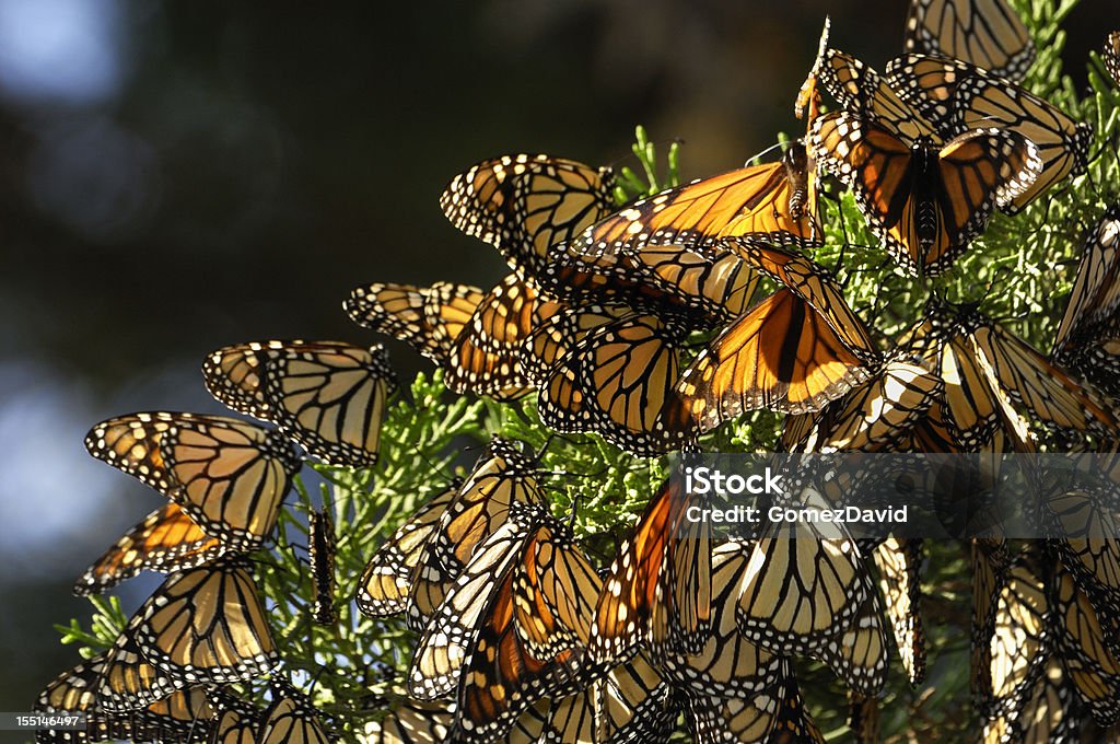 Close-up of Monarch Butterflies on Branch Monarch butterflies (Danaus plexippus) resting on a tree branch in their winter nesting area. Monarch Butterfly Stock Photo