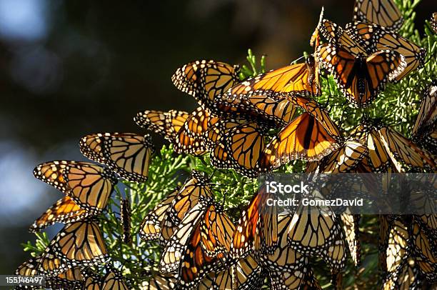 Closeup Of Monarch Butterflies On Branch Stock Photo - Download Image Now - Monarch Butterfly, Wildlife Reserve, California