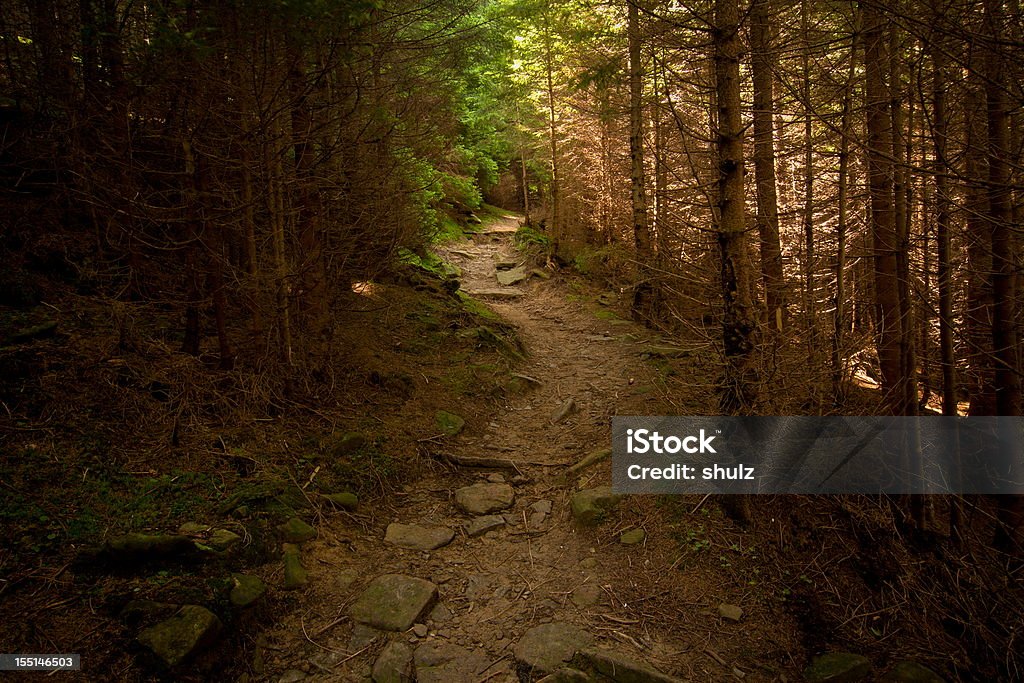 Fuß-Pfad durch pine forest - Lizenzfrei Ast - Pflanzenbestandteil Stock-Foto