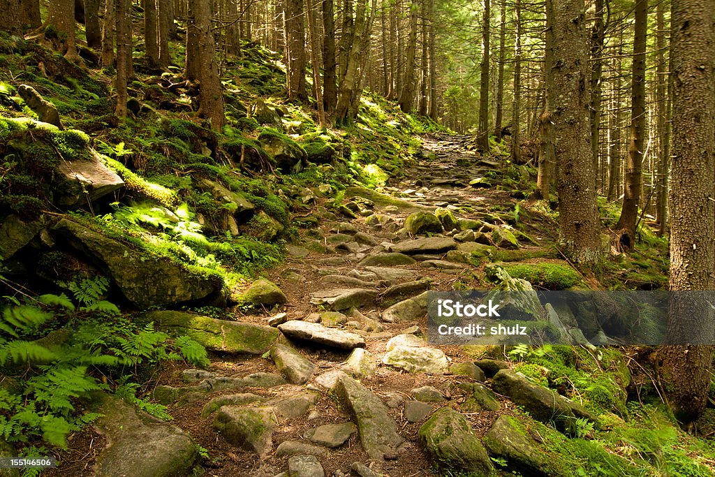 Fuß-Pfad durch pine forest - Lizenzfrei Ast - Pflanzenbestandteil Stock-Foto