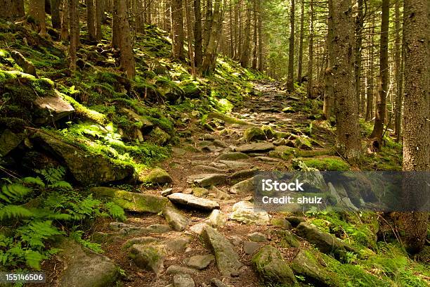 Fußpfad Durch Pine Forest Stockfoto und mehr Bilder von Ast - Pflanzenbestandteil - Ast - Pflanzenbestandteil, Baum, Blatt - Pflanzenbestandteile