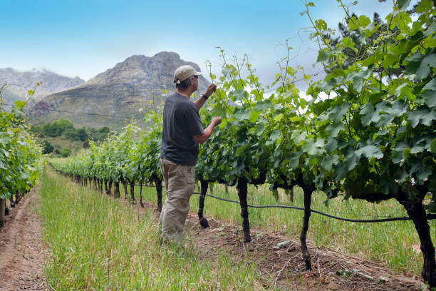 agricultor tendência vinhas, áfrica do sul - stellenbosch - fotografias e filmes do acervo