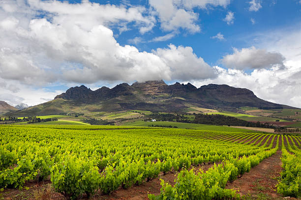 Vineyard in South Africa stock photo