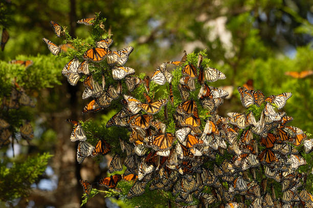 istock Monarch Butterflies on Branch 155146544