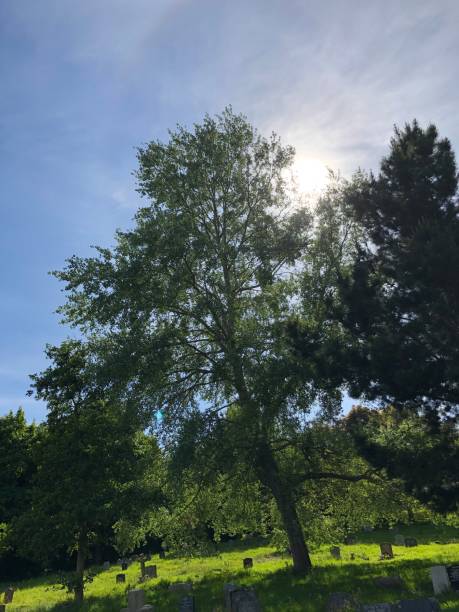 istock Exwick cemetery - trees and surrounding area 1551465999