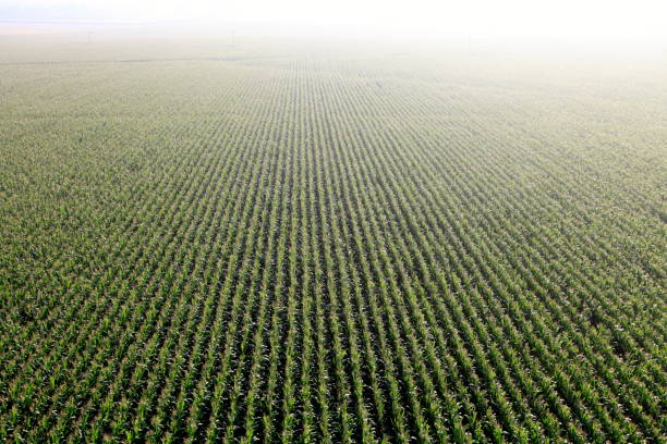 istock Aerial photo. Cultivation of maize 155146632
