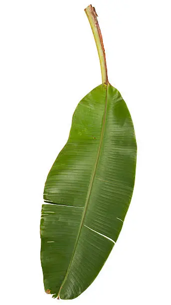 Photo of Banana leaf isolated on white with clipping path