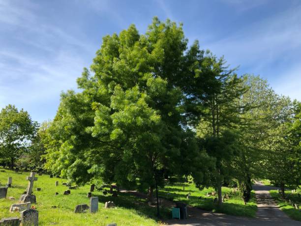 istock Exwick cemetery - trees and surrounding area 1551466537