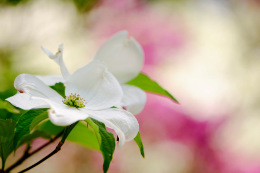 Flowering dogwood blossoms with an out of focus background of colorful azaleas.