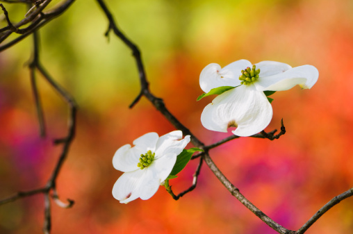 Flowering dogwood blossoms with an out of focus background of colorful azaleas.