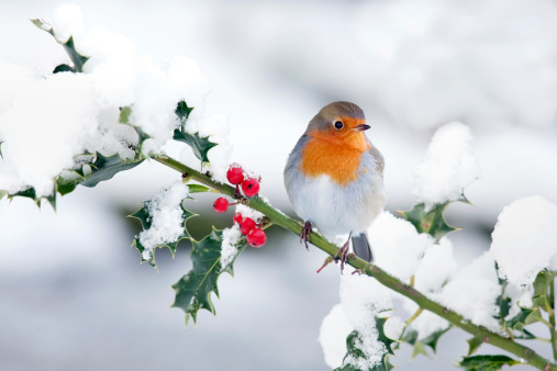 European robin with food in its beak, sitting on a perch in a hawthorn hedge, on its way to a nest. UK garden birds.