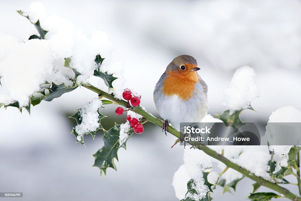 Robin in the Snow  Christmas Stock Photo