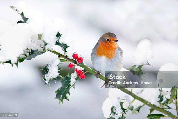 Robin In The Snow Stock Photo - Download Image Now - Christmas, Robin, Snow