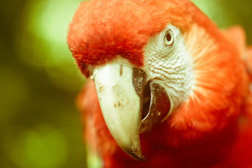 Parrot - Scarlet Macaw ; slight grain added. 