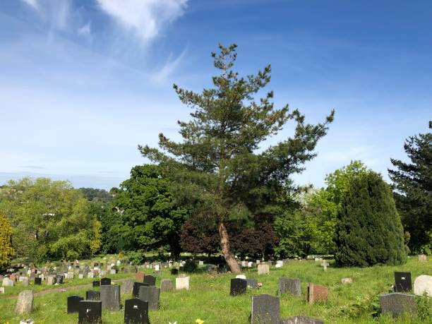istock Exwick cemetery - trees and surrounding area 1551469700