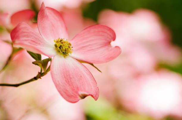 Flowering Dogwood Cherokee Chief flower - Latin name - Cornus florida Cherokee Chief