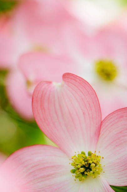 Pink flowering dogwood blossoms with an out of focus background of colorful azaleas.