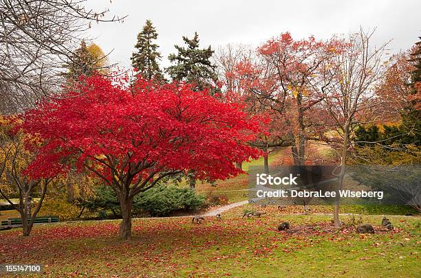 Stormo Di Oche - Fotografie stock e altre immagini di Acero - Acero, Albero deciduo, Albero sempreverde